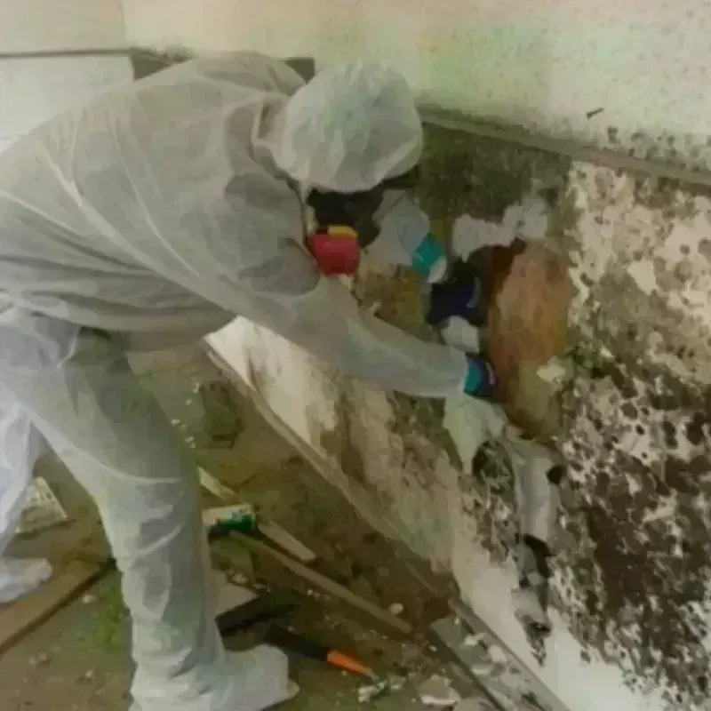 Mold Remediation and Removal in Clarksville, AR